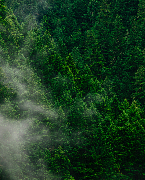 Pupil funds the planting of over 20,000 trees to support global sustainability